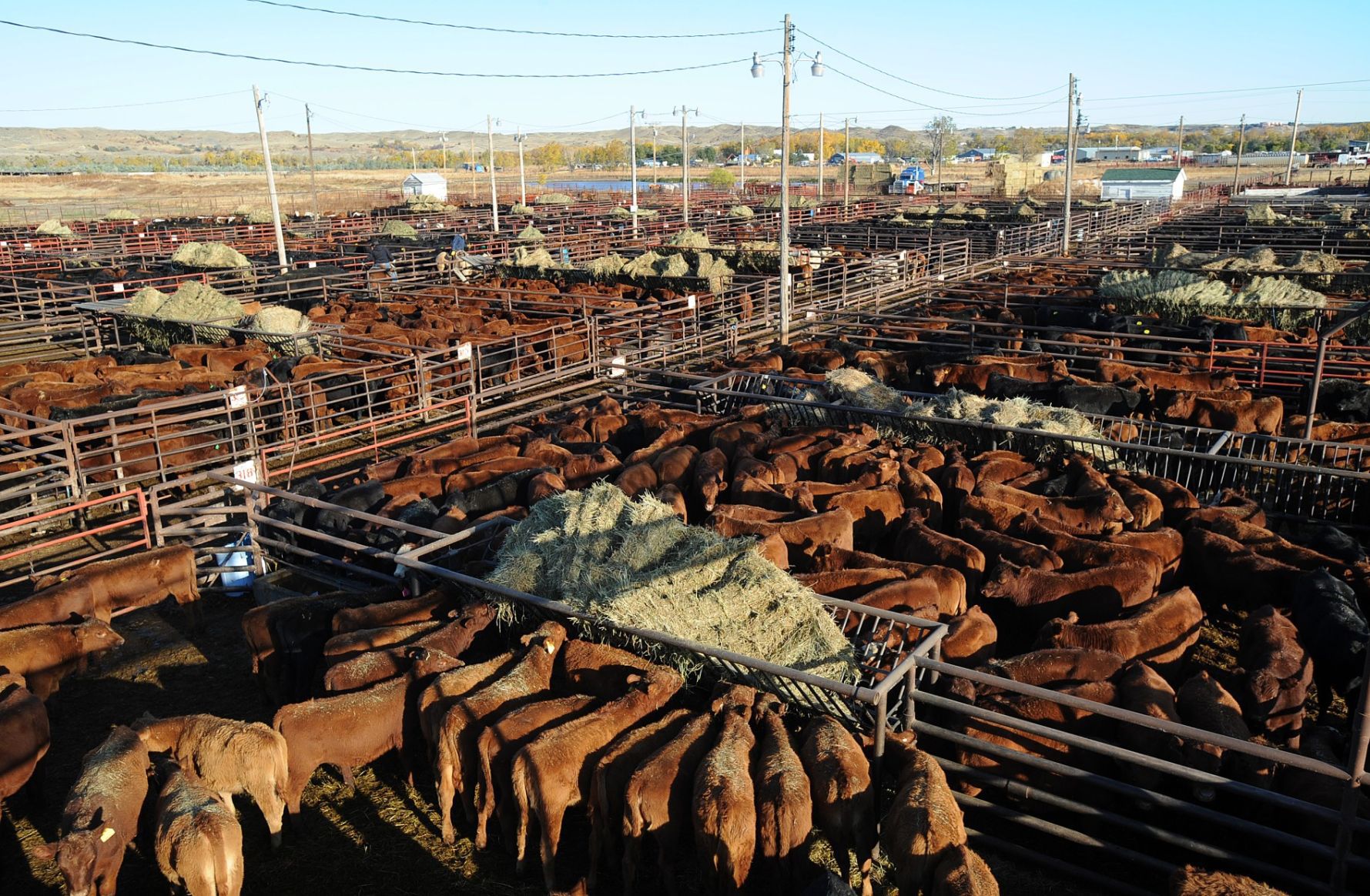 Cattle